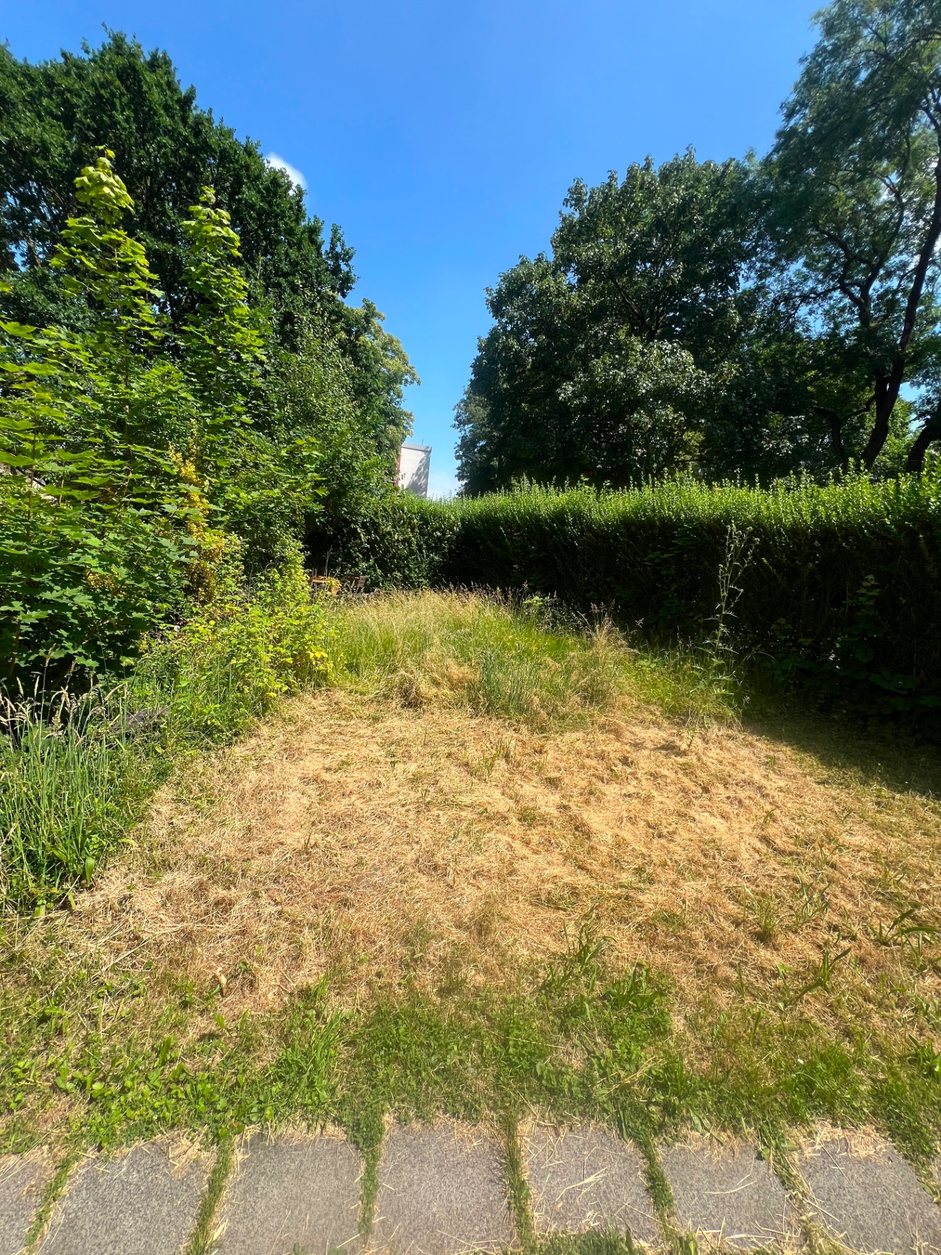 Rasen vorher